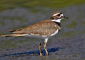 Charadrius vociferus